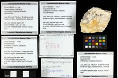 Foto (Objekt + Etiketten) von ? Cycloprosopon sp. 